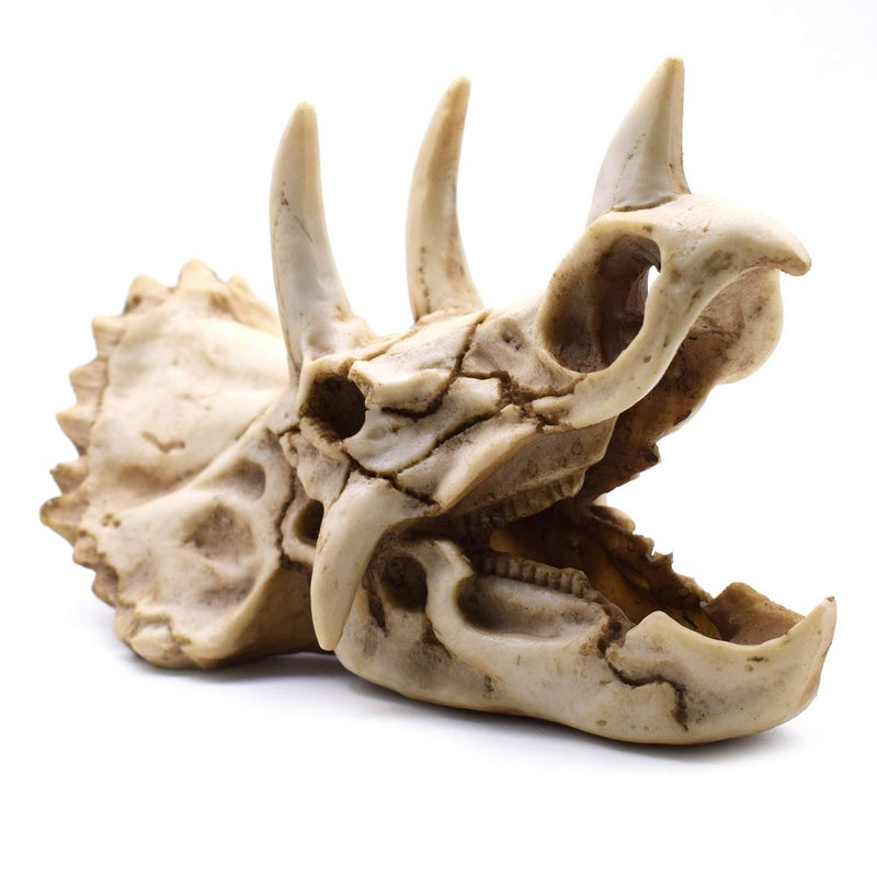 SHTWX Resin Dinosaur Skeleton Triceratops Imitation Skull Model Home Office Display Decorative Decoration 7x4.7x4 Inch - Image 1